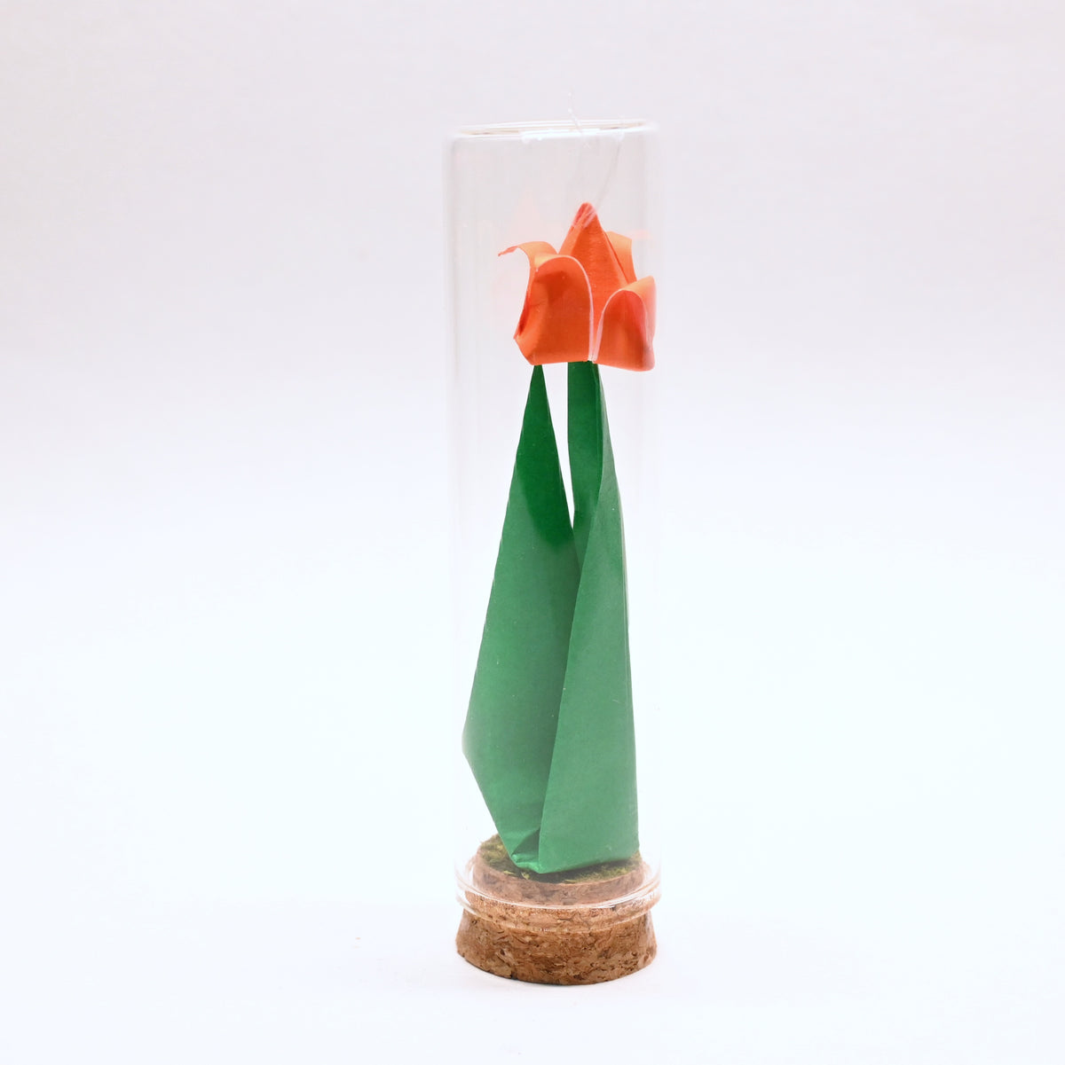 Tulipanes