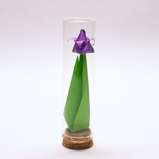 Tulipanes